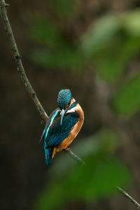 Close-up of bird perching on branch