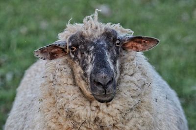 Close-up portrait of a sheep