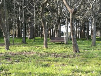 Trees on grass