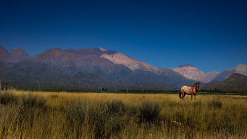 Horses in a field