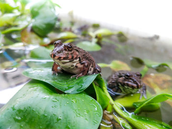 Close-up of frog on plant