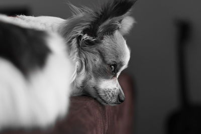 Close-up of a dog looking away