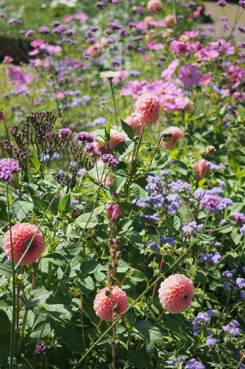 flower, freshness, fragility, growth, beauty in nature, springtime, petal, in bloom, plant, blossom, nature, selective focus, stem, close-up, pink color, botany, purple, abundance, full frame, day, flower head, multi colored, bloom, vibrant color, formal garden, pink, outdoors, wildflower, blooming, focus on foreground, colorful