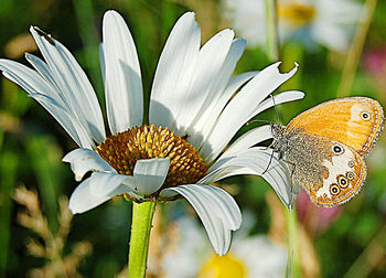 Close-up of butterfly on flower