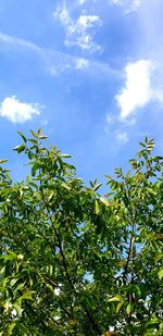 Low angle view of tree against sky