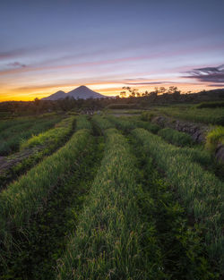 Scenic view of field against sky during sunset