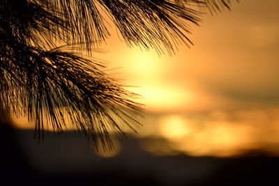 Close-up of tree against sunset sky