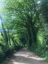 Road amidst trees in forest
