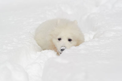 Portrait of a dog on snow covered landscape