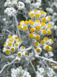 Close-up of yellow flowers blooming outdoors