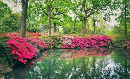 Pink flowering plants by lake in forest