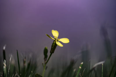 Close-up of purple flowering plant on field