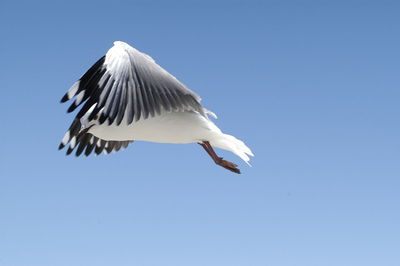 Low angle view of seagull flying