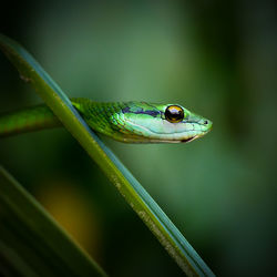 Close-up of snake on green leaf