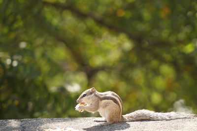 Side view of squirrel on retaining wall