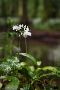 Close-up of white flowering plant