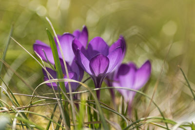 Close-up of purple crocus blooming outdoors