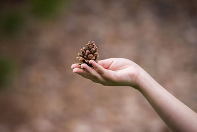 Close-up of hand holding pine cone