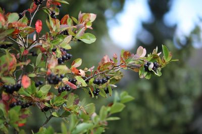 Close-up of insect on plant