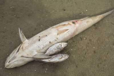 High angle view of fish on beach