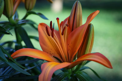 Close-up of lily blooming outdoors