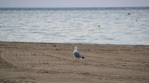 Seagull on beach