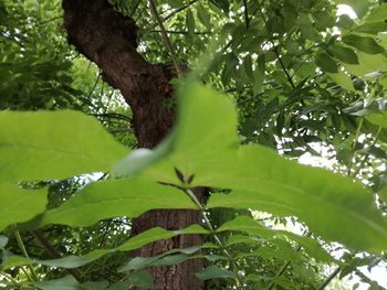 Low angle view of green leaves on tree