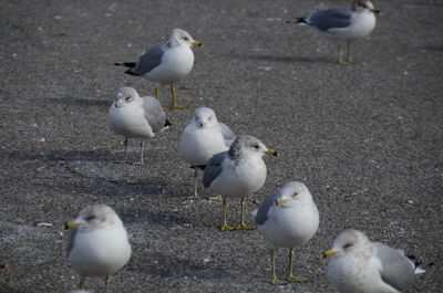 Flock of pigeons on water