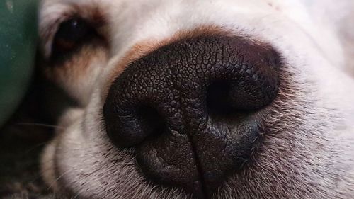 Close-up of dog sleeping