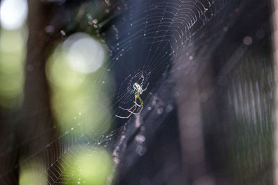 Orchard orb-weaver spider leucauge venusta in the middle of a web in naples, florida