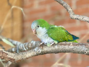 Close-up of parrot perching on branch