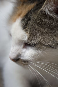 Close-up of cat relaxing