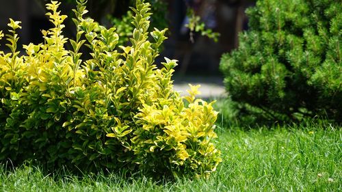 Yellow flowering plants on field