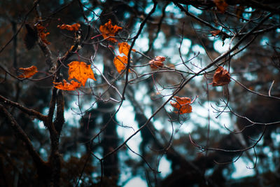 Low angle view of orange tree