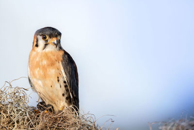 Close-up of bird perching on nest