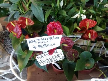 Close-up of text on flowers