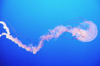 Low angle view of jellyfish in water 