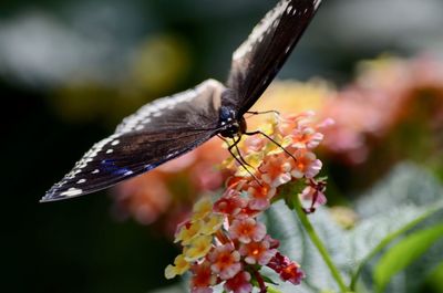 Close-up of butterfly pollinating on flower