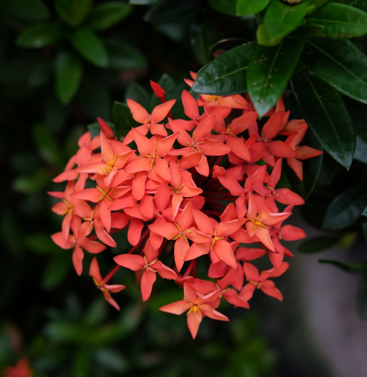 CLOSE-UP OF RED FLOWERING PLANTS