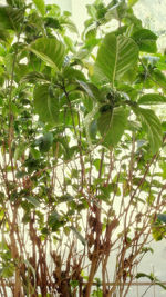 Low angle view of tree
