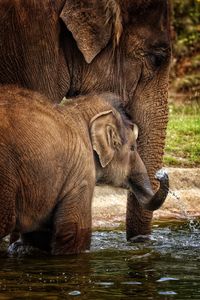 Elephant and calf in lake