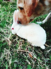 Close-up of rabbit on grassy field