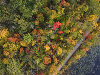 High angle view of flowering plants by trees during autumn