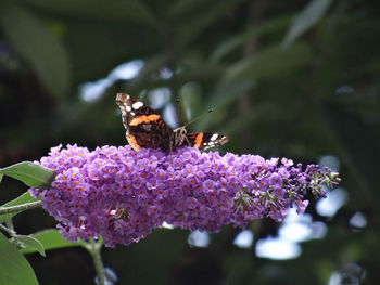 Close-up of butterfly pollinating on purple flower