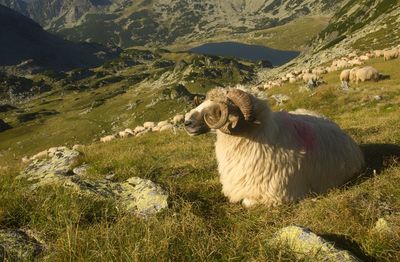 High angle view of dog on landscape