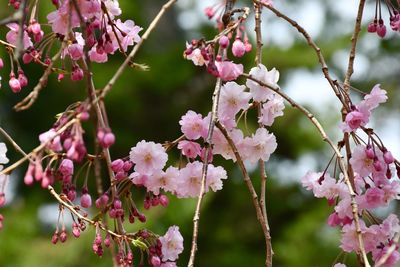 Close-up of pink cherry blossoms in spring