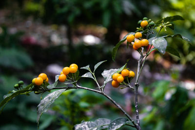 Close-up of yellow fruits on plants