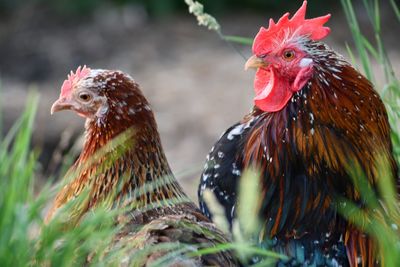 Close-up of a couple of chicken 