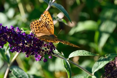 Close-up of butterfly pollinating on purple flower