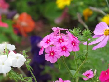 Close-up of pink flowers